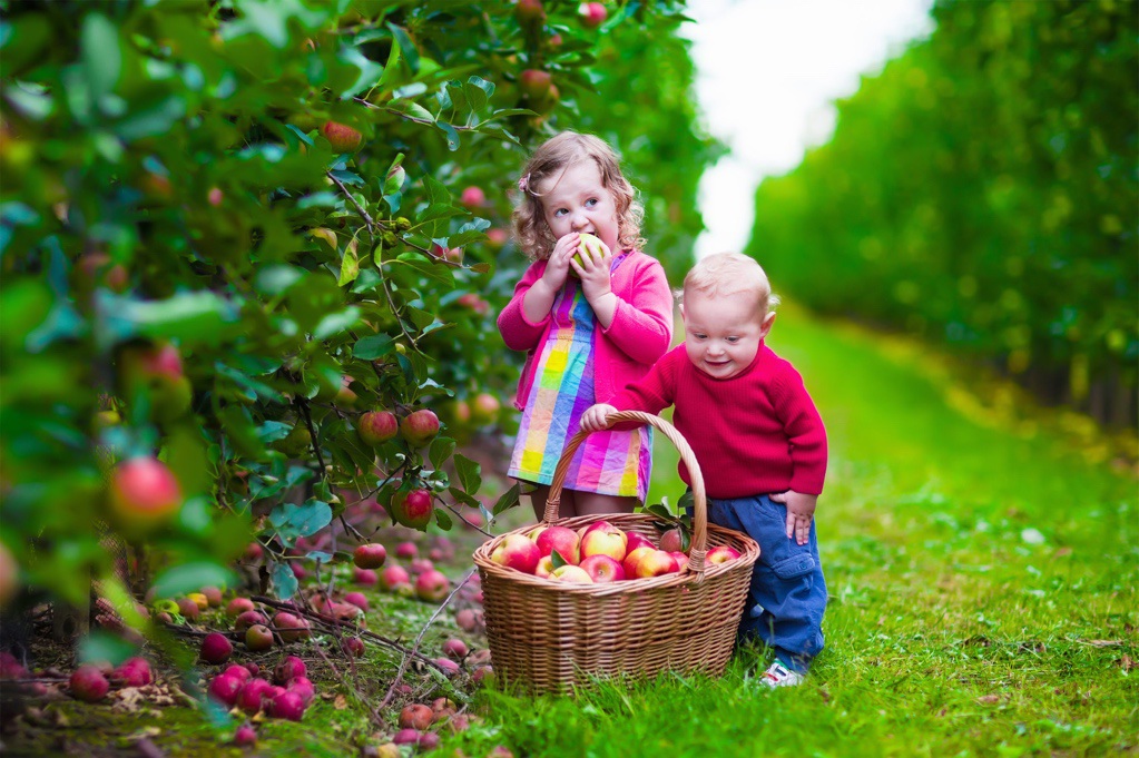 Bellamys Organic apple orchard